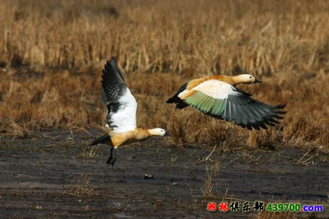 拉萨拉鲁湿地起飞的赤麻鸭IMG_4969 副本.jpg