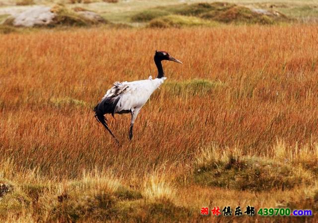 日喀则定结湿地中的黑颈鹤IMG_2417 副本.jpg